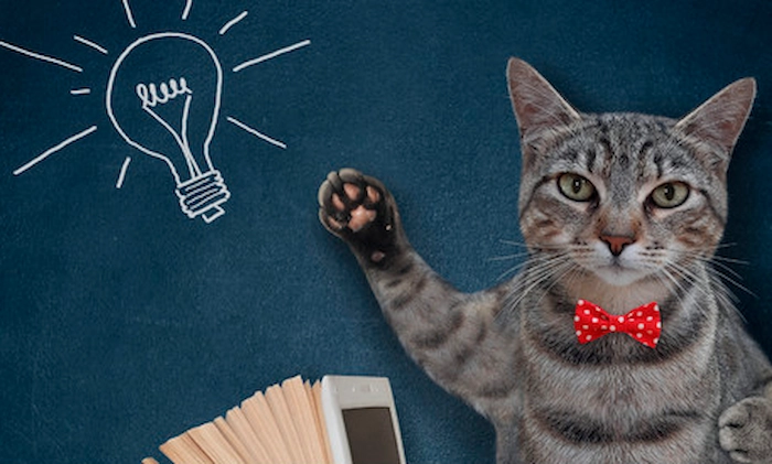 Gato a decorar a parede