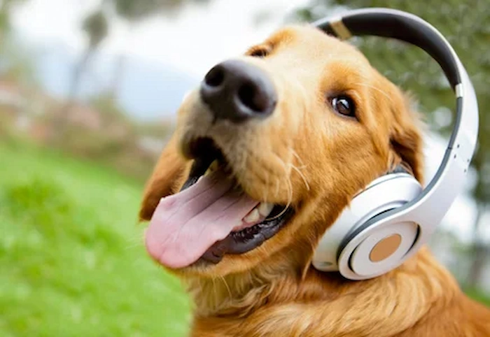 Ruído de animais - o que diz a lei?