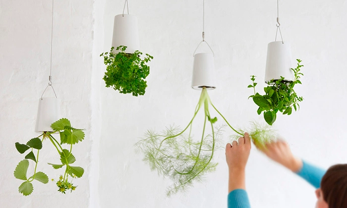 plantas no jardim