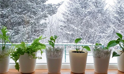 plantas que vivem no inverno